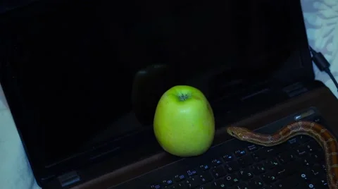 Snake crawling on a laptop next to the apple Stock Footage 65226454