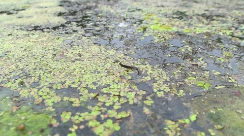 Snake crawling on the mud Stock Footage 68622861