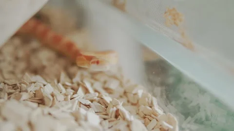 Snake Crawling In Nature. Video stock 133533837