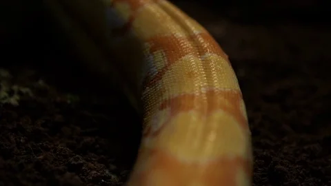 Snake crawling in nature. Shot in professionally in studio. Stock Footage