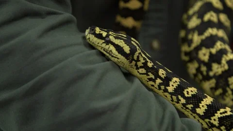 Snake crawling on person body Stock Footage 93529082
