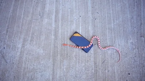 Snake crawling on the phone 스톡 동영상 70231660