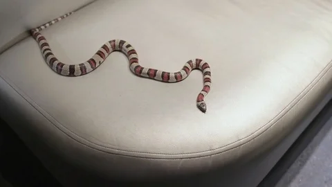 Snake crawling on the sofa 스톡 동영상 74972001