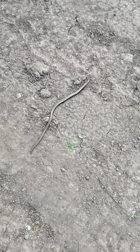 The snake is crawling somewhere Stock Photos