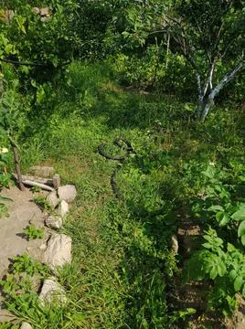 The snake is crawling somewhere Stock Photos