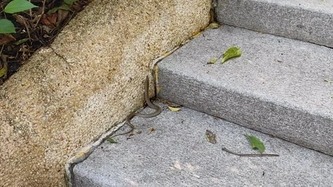 Snake Crawling Up Stone Steps Into Greenery Stock Footage 322135982