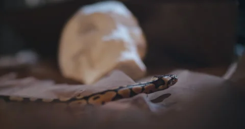 Snake crawling on table with human skull standing on it Stock Footage 136883666
