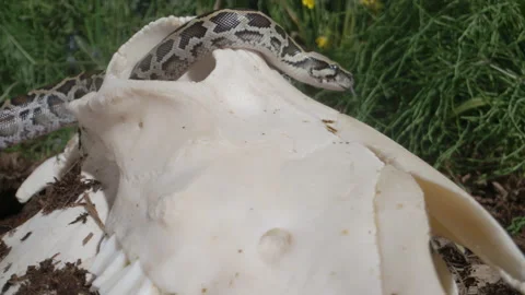 Snake crawling through animal skull Stock Footage 155652930