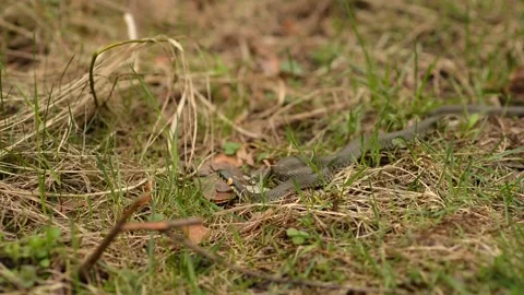 A snake crawling through the woods Stock Footage 238806132