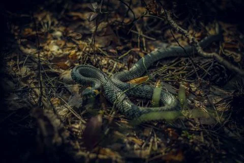 Snake crawling through the woods Stock Photos