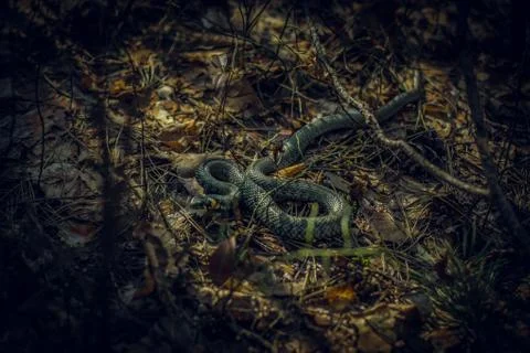 Snake crawling through the woods Stock Photos