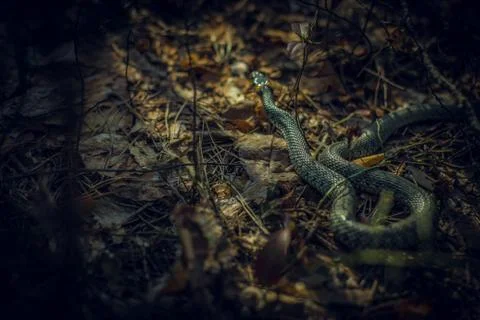 Snake crawling through the woods Stock Photos