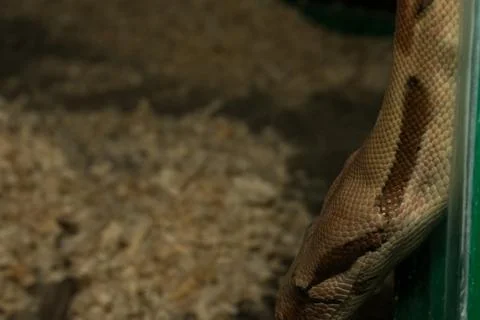 Snake crawling from top to bottom Photos