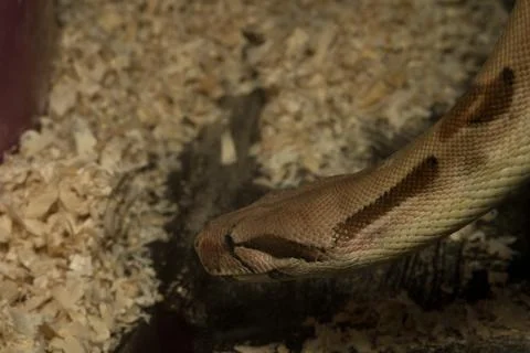 Snake crawling from top to bottom Stock Photos