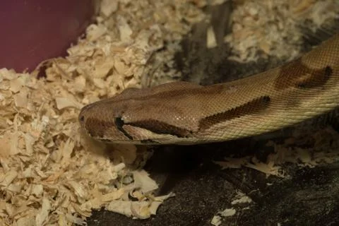 Snake crawling from top to bottom Photos