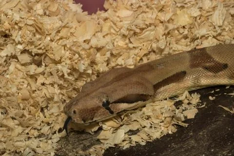 Snake crawling from top to bottom Stock Photos