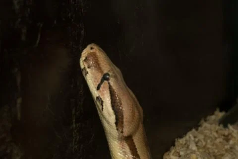 Snake crawling from top to bottom Stock Photos