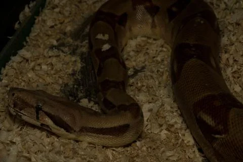 Snake crawling from top to bottom Stock Photos
