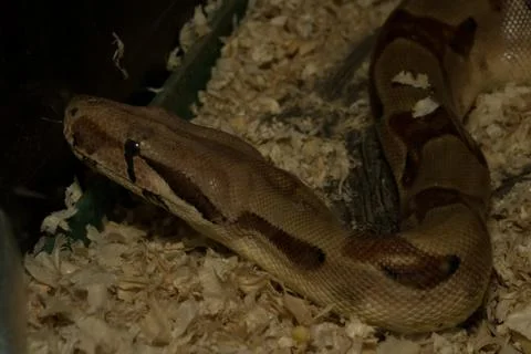 Snake crawling from top to bottom Stock Photos