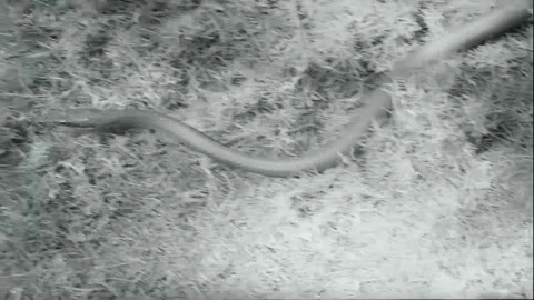 Snake crawling on tree trunk, grass and water, 1970s Stock-Footage 260258644