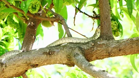 A snake crawling up the trunk Stock Footage 144333145