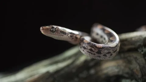 A snake crawling up the trunk Stock Footage 148900473