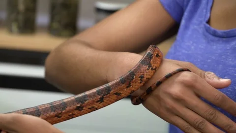 Snake crawling on a woman's hand Stock Footage 93529043