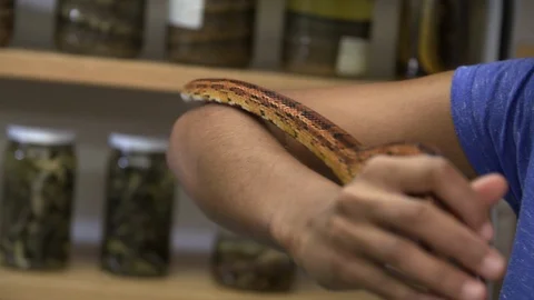 Snake crawling on a woman's hand Stock Footage 93577283