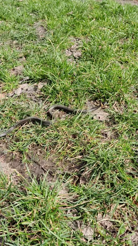 Snake crawls across the field Stock-Footage 293889073