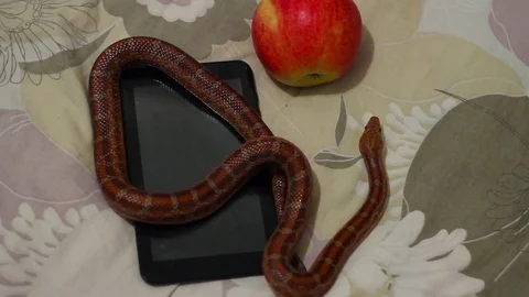 The snake crawls along the ipod next to the apple Stock-Footage 74422158