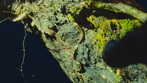 A snake crawls along a moss-covered tree trunk in a dark forest in Ecuador. Stock Footage 345641950