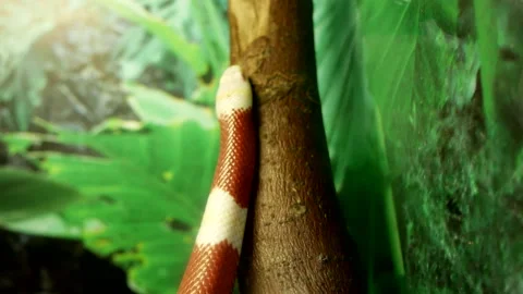 A snake crawls along a tree branch Stock Footage 204839496