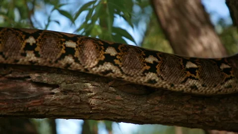 A snake crawls along a tree trunk Stock Footage 144051001
