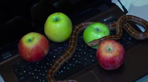 Snake crawls around apple on laptop Stock Footage 65226477
