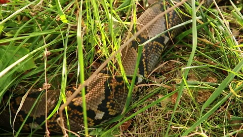 A snake crawls Stock Footage 144073560