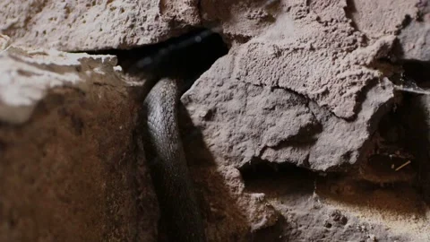 The snake crawls into a gap in the stone wall. The snake in the old castle. Stock Footage 237884189