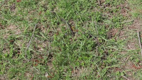 The snake crawls on the ground and quickly hides in the grass Stock Footage 253477940