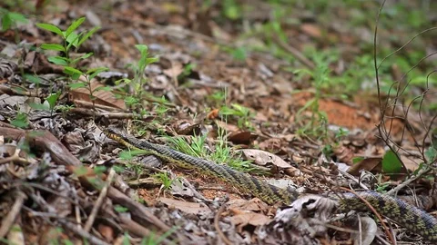 A snake crawls on the ground. Stock Footage 99790525