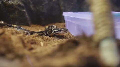 A snake crawls on a hand. Stock Footage 130204669