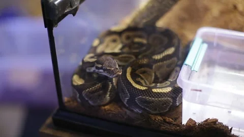 A snake crawls on a hand. Stock Footage 130204773