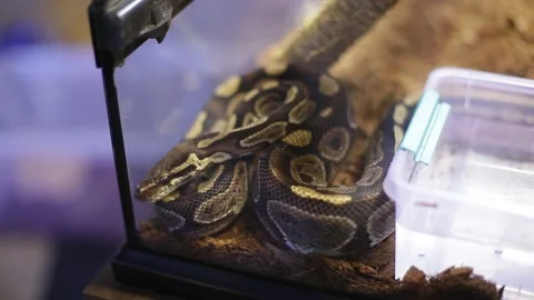 A snake crawls on a hand. Stock Footage 130204781