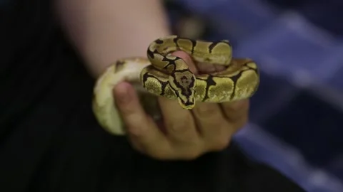 A snake crawls on a hand. Stock Footage 130205018