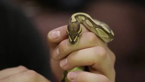 A snake crawls on a hand. Stock Footage 130205182
