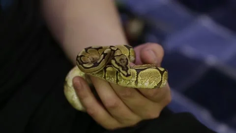 A snake crawls on a hand. Stock Footage 130205292