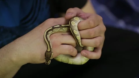 A snake crawls on a hand. Stock Footage 130205548