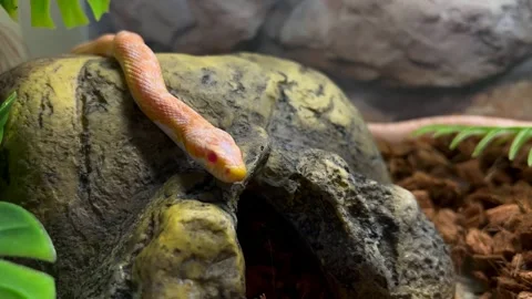 A snake crawls into a hole Stock Footage 232306880