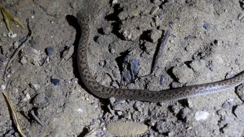 The snake crawls at night Stock Footage 127570654