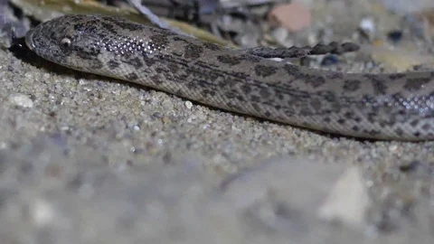 The snake crawls at night Stock Footage