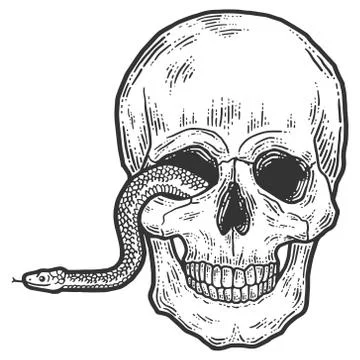 A snake crawls out of the eye of a human skull. Stock Illustration