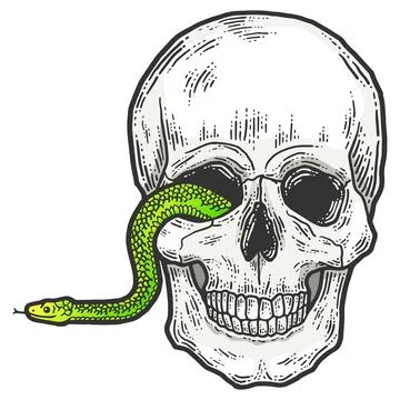 A snake crawls out of the eye of a human skull. Stock Illustration